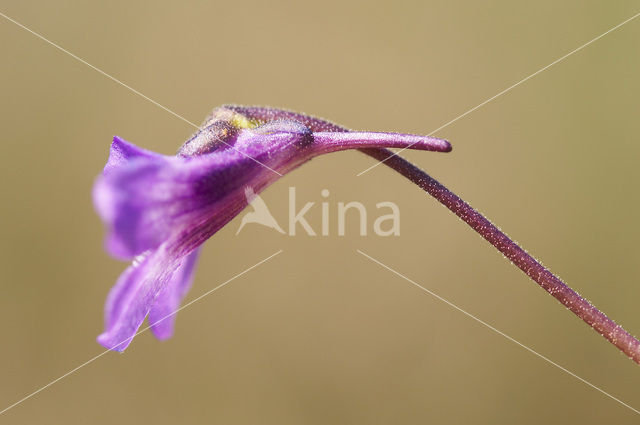 Vetblad (Pinguicula vulgaris)