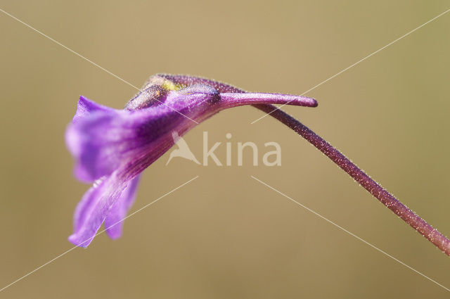 Common Butterwort (Pinguicula vulgaris)