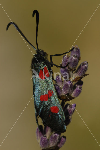 Vijfvlek-sint-jansvlinder (Zygaena trifolii)