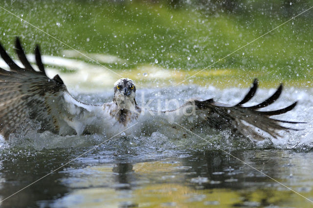 Visarend (Pandion haliaetus)