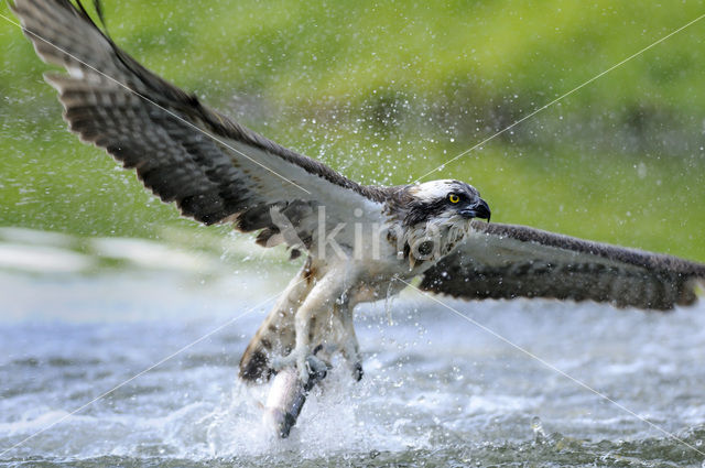 Osprey (Pandion haliaetus)