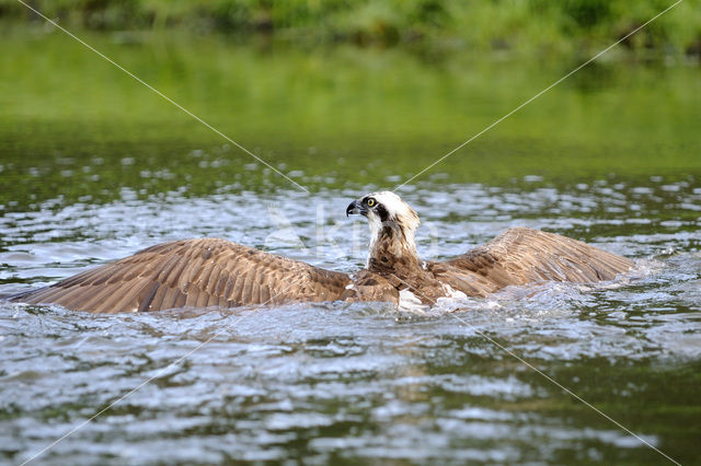 Visarend (Pandion haliaetus)