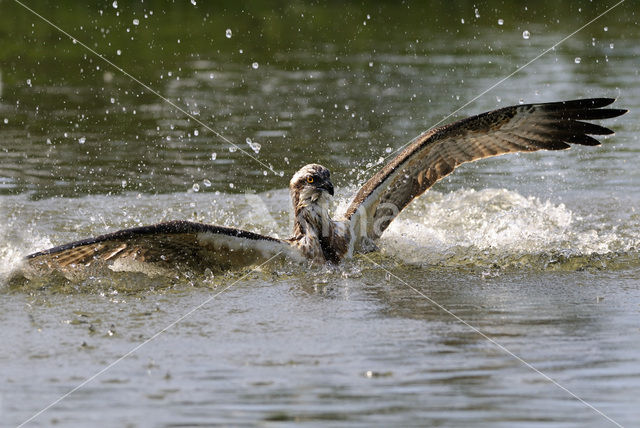 Visarend (Pandion haliaetus)