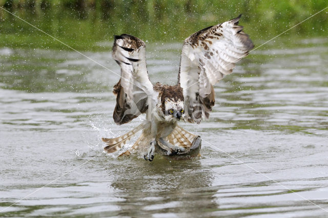 Osprey (Pandion haliaetus)