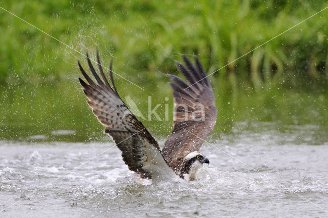 Visarend (Pandion haliaetus)