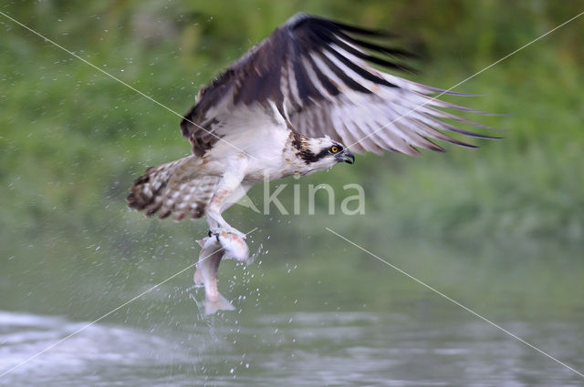 Visarend (Pandion haliaetus)