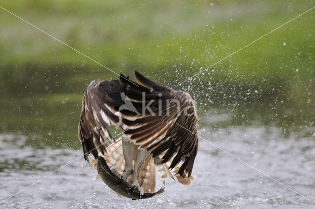 Visarend (Pandion haliaetus)