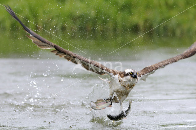 Visarend (Pandion haliaetus)