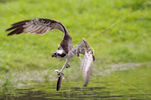 Visarend (Pandion haliaetus)