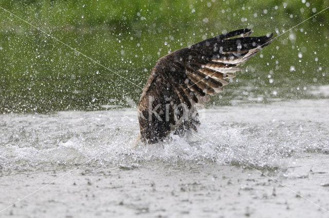 Osprey (Pandion haliaetus)