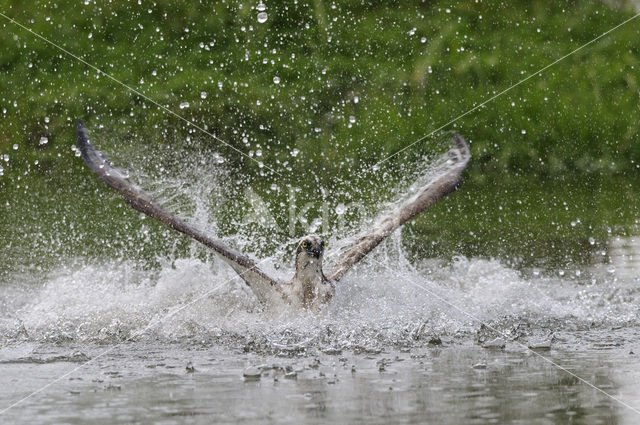 Osprey (Pandion haliaetus)