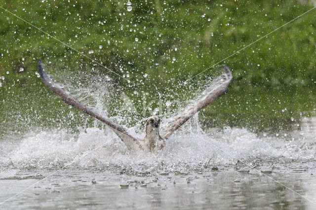 Visarend (Pandion haliaetus)