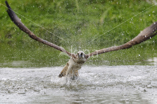 Visarend (Pandion haliaetus)