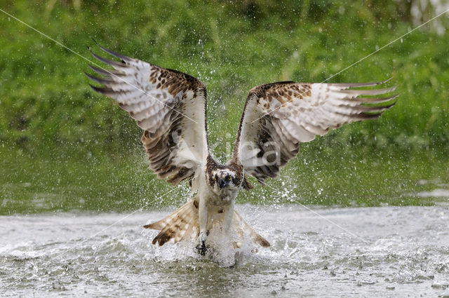 Visarend (Pandion haliaetus)