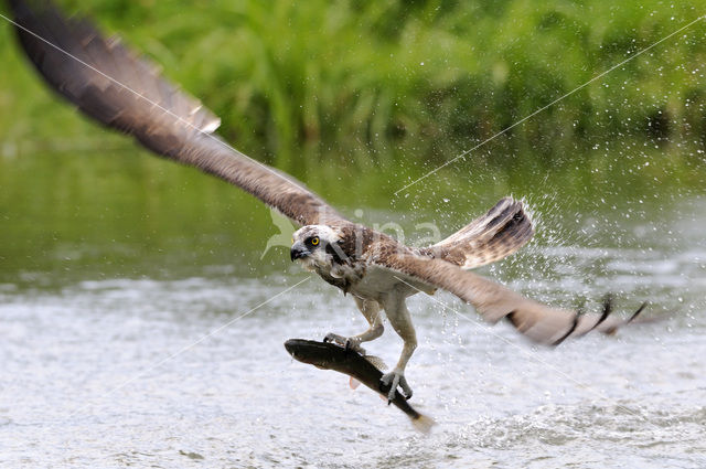 Visarend (Pandion haliaetus)