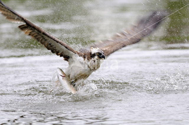 Osprey (Pandion haliaetus)