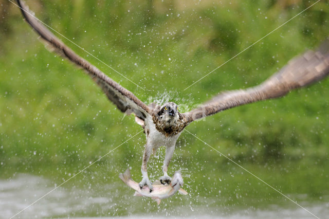 Visarend (Pandion haliaetus)