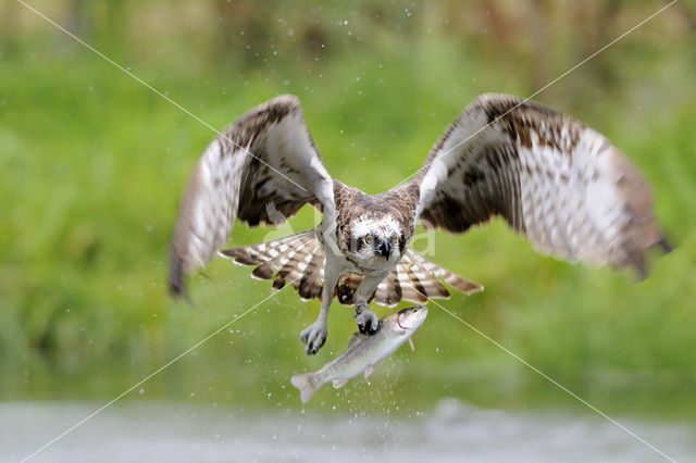 Visarend (Pandion haliaetus)