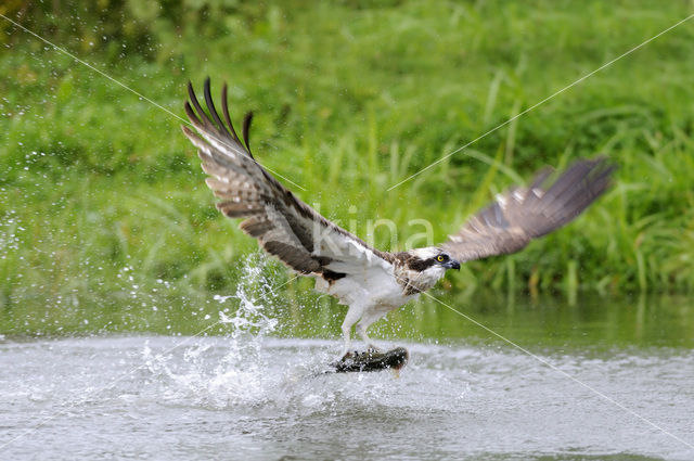 Visarend (Pandion haliaetus)