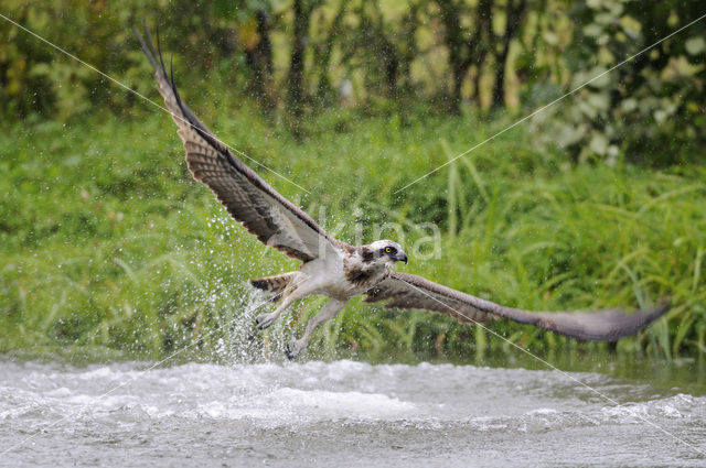 Visarend (Pandion haliaetus)