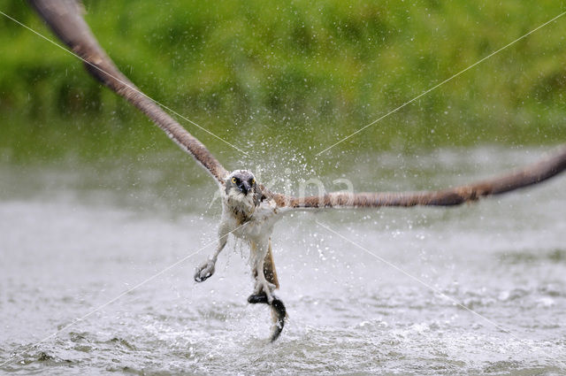 Osprey (Pandion haliaetus)