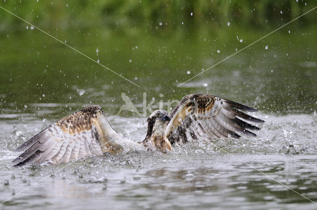 Visarend (Pandion haliaetus)