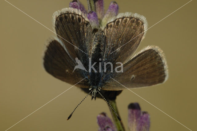 Vlaggewikkeblauwtje (Polyommatus eros)