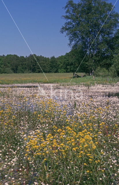 Voltherbroek