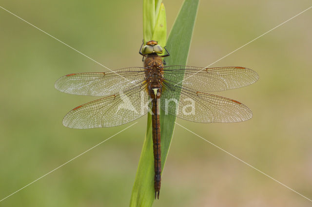 Northern Hawker (Aeshna isosceles)