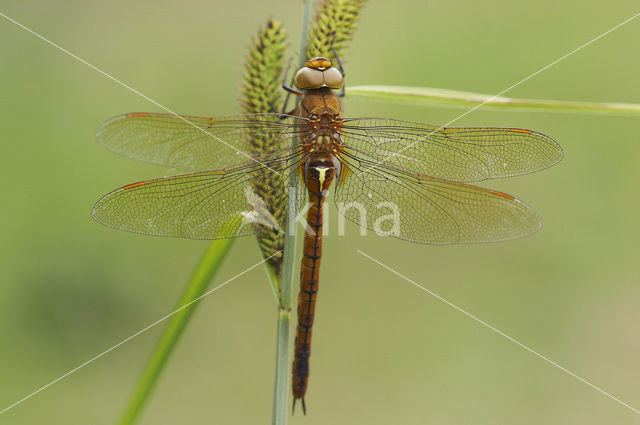 Northern Hawker (Aeshna isosceles)