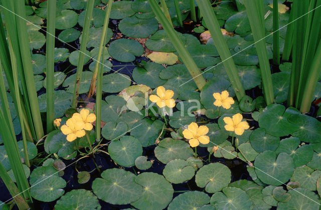 Watergentiaan (Nymphoides peltata)