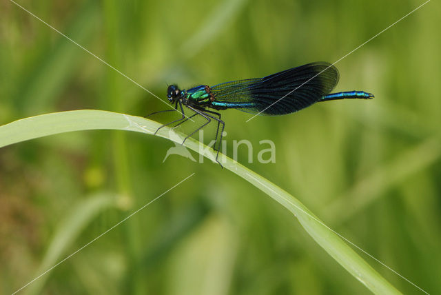 Weidebeekjuffer (Calopteryx splendens)