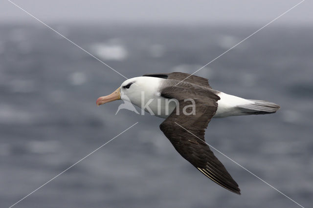 Wenkbrauwalbatros (Thalassarche melanophrys)