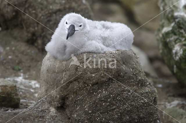 Black-browed Albatross (Thalassarche melanophrys)