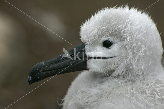 Black-browed Albatross (Thalassarche melanophrys)