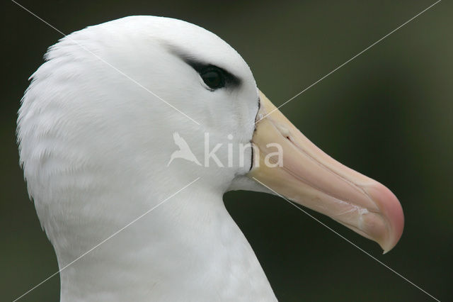 Black-browed Albatross (Thalassarche melanophrys)