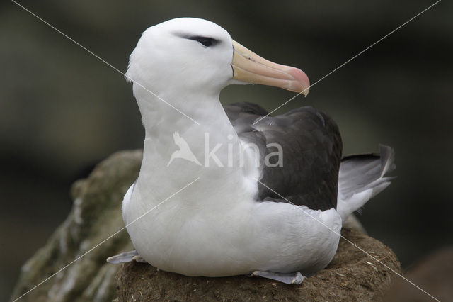 Wenkbrauwalbatros (Thalassarche melanophrys)