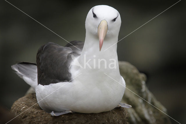 Wenkbrauwalbatros (Thalassarche melanophrys)