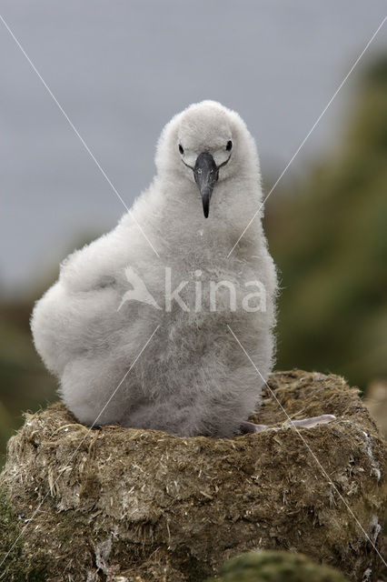 Black-browed Albatross (Thalassarche melanophrys)