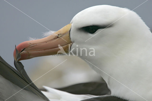 Black-browed Albatross (Thalassarche melanophrys)