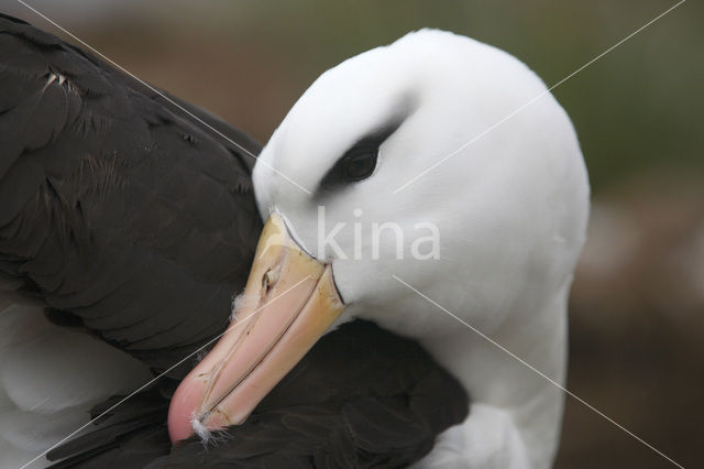 Black-browed Albatross (Thalassarche melanophrys)