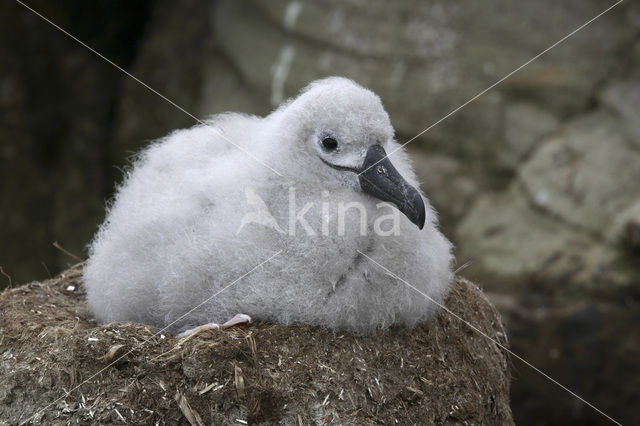 Wenkbrauwalbatros (Thalassarche melanophrys)