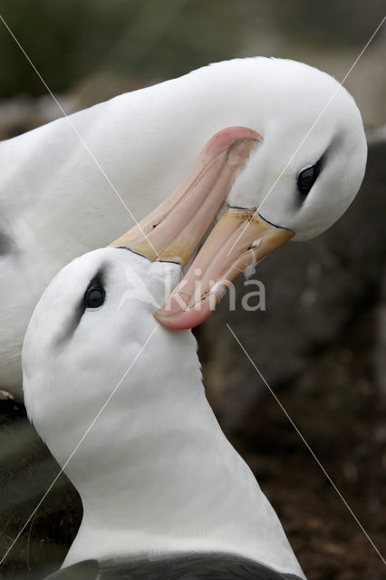 Black-browed Albatross (Thalassarche melanophrys)