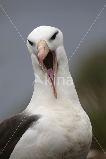 Wenkbrauwalbatros (Thalassarche melanophrys)