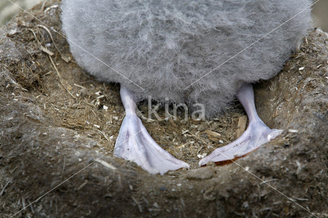 Black-browed Albatross (Thalassarche melanophrys)