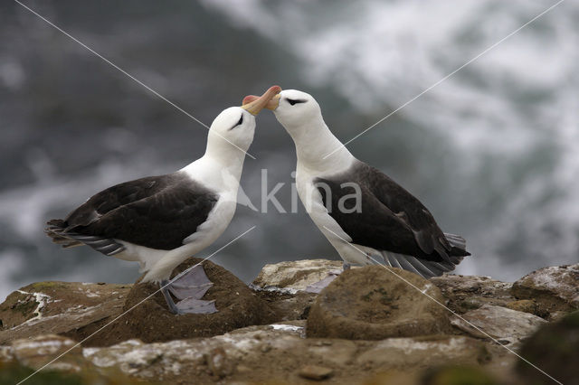 Black-browed Albatross (Thalassarche melanophrys)