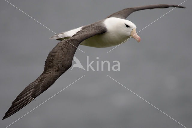 Wenkbrauwalbatros (Thalassarche melanophrys)