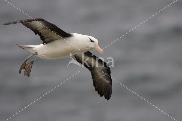 Black-browed Albatross (Thalassarche melanophrys)