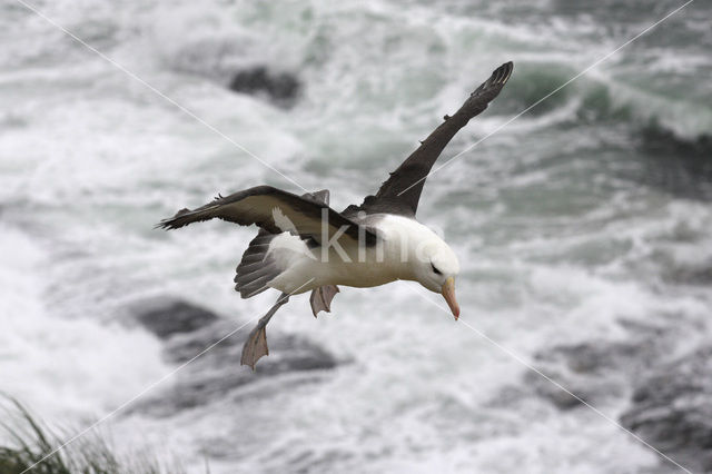 Black-browed Albatross (Thalassarche melanophrys)