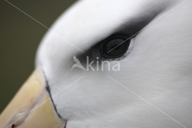 Black-browed Albatross (Thalassarche melanophrys)
